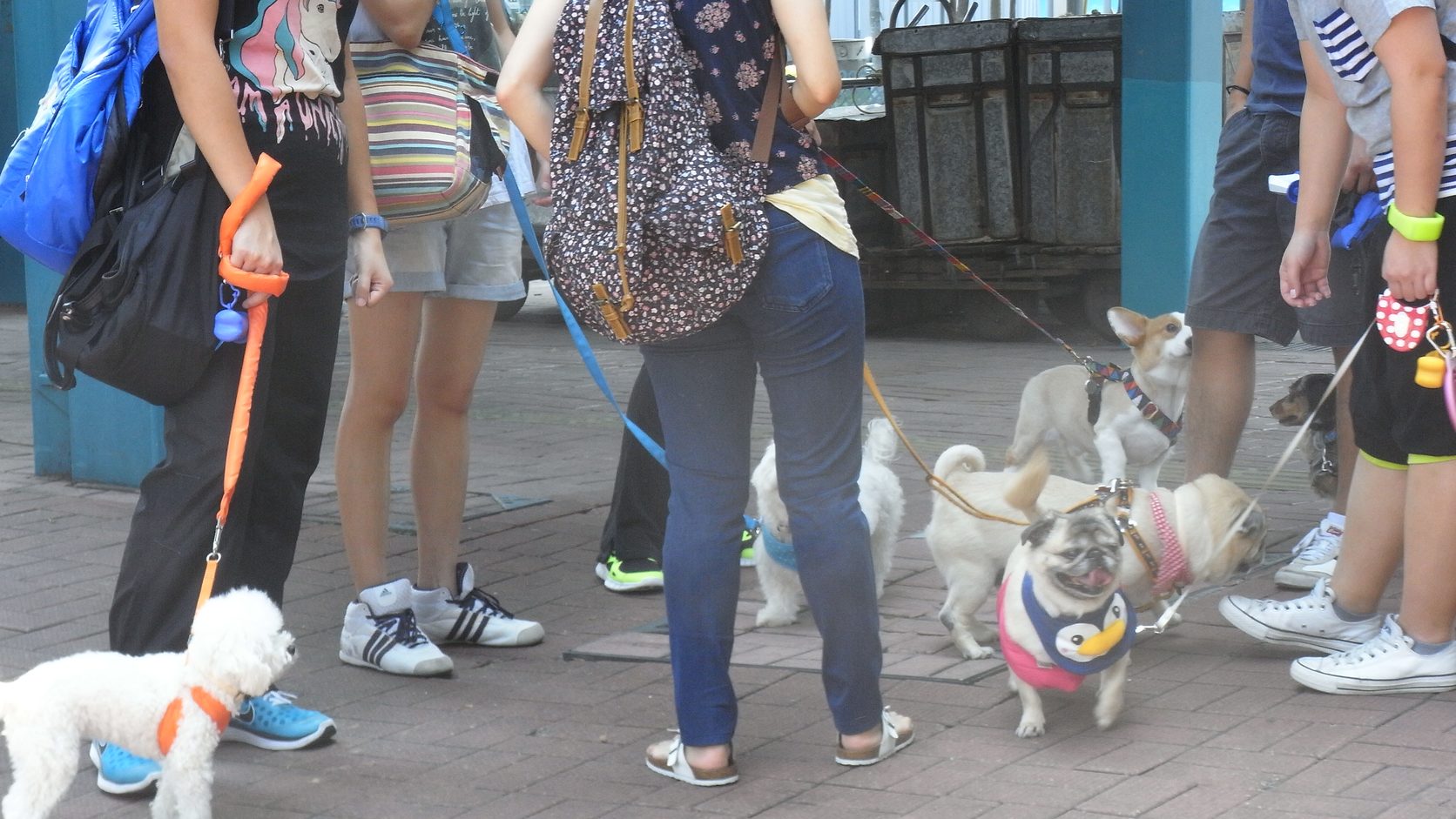 The ultimate guide to taking pets on Hong Kong ferries